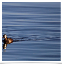 White-Tuffed Grebe - Paddling White-Tuffed Grebe - Paddling